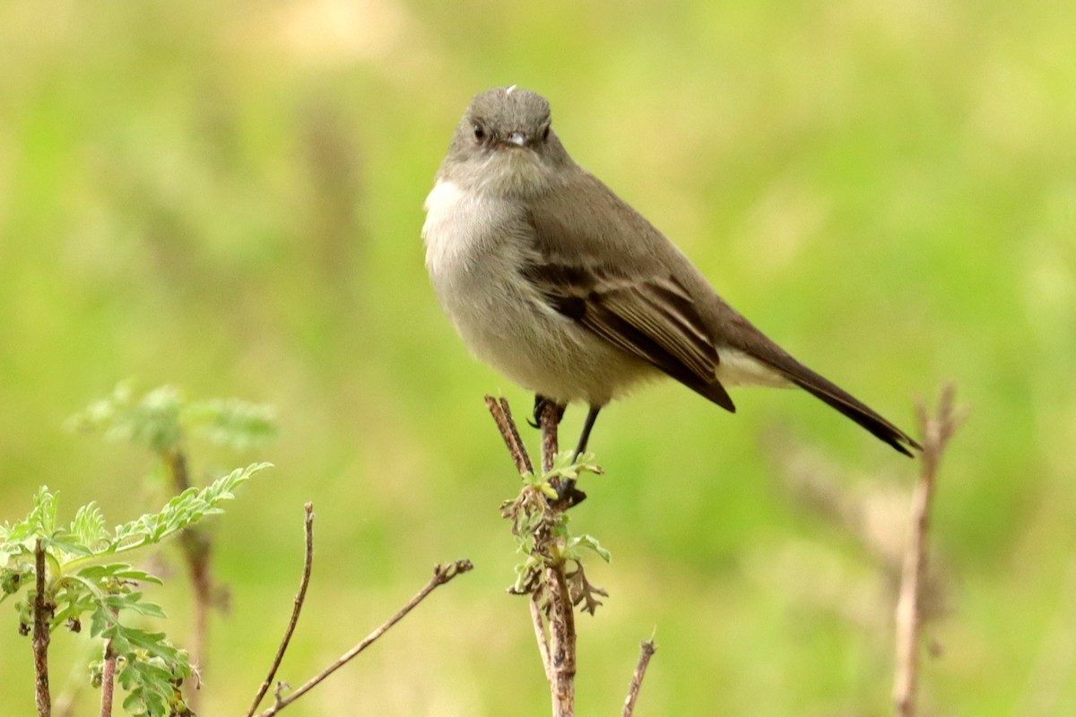 Sooty Tyrannulet - ML584440691