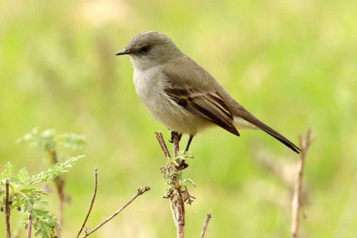 Sooty Tyrannulet - Miguel Angel Bean