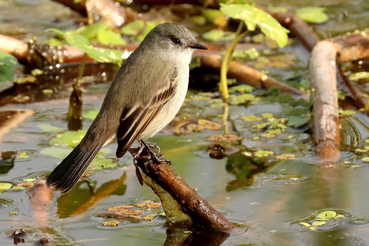 Sooty Tyrannulet - ML584440721