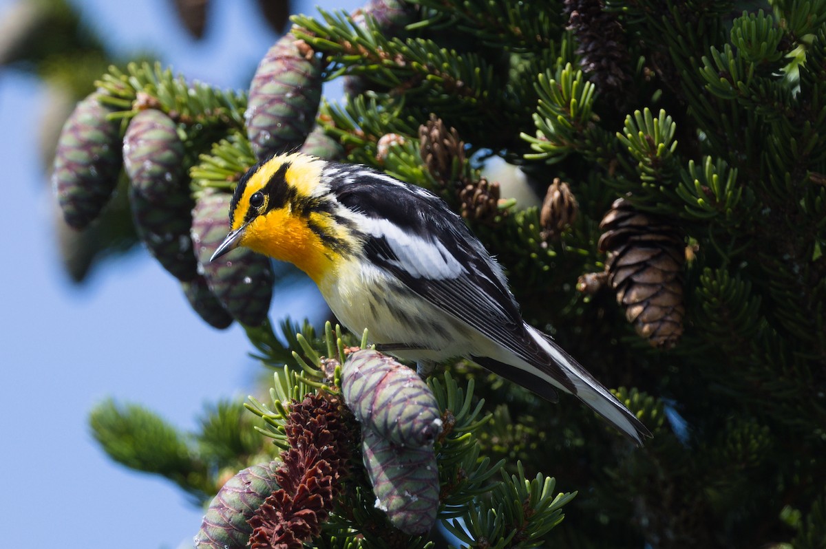 Blackburnian Warbler - ML584441571