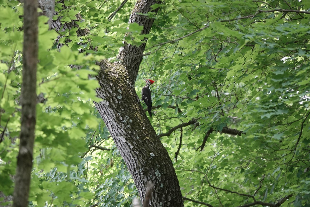 Pileated Woodpecker - ML584441671