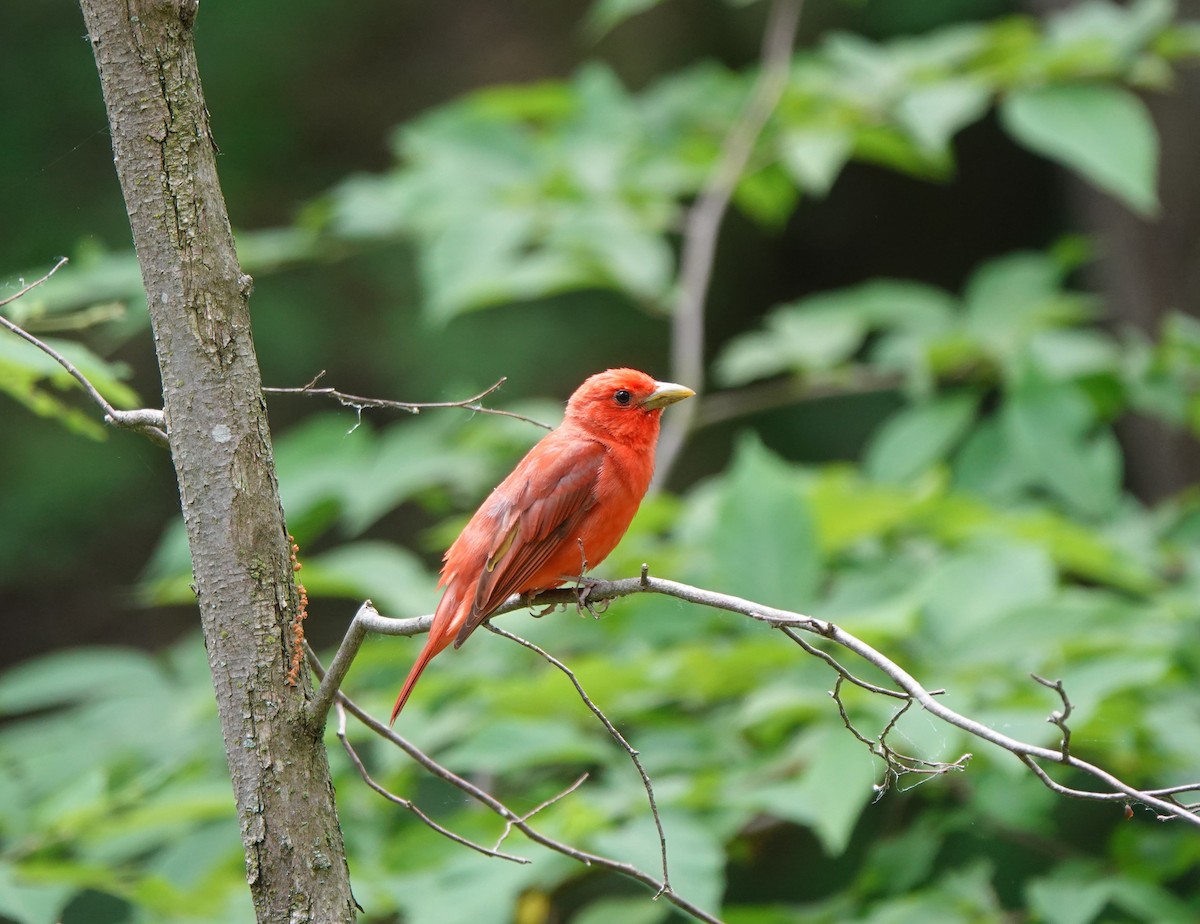 Summer Tanager - ML584442001