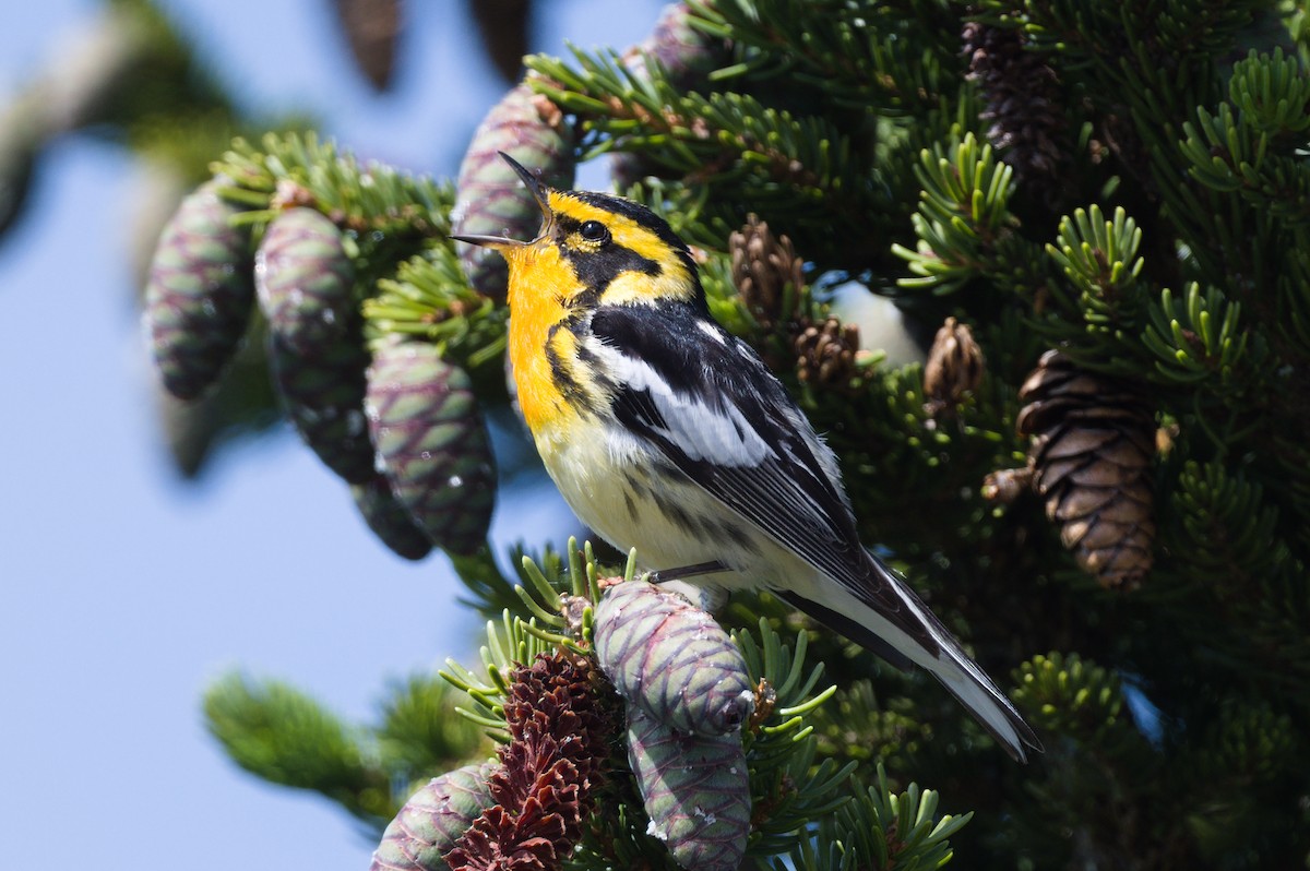 Blackburnian Warbler - ML584442251