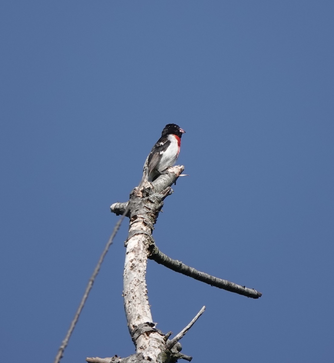 Rose-breasted Grosbeak - ML584442411