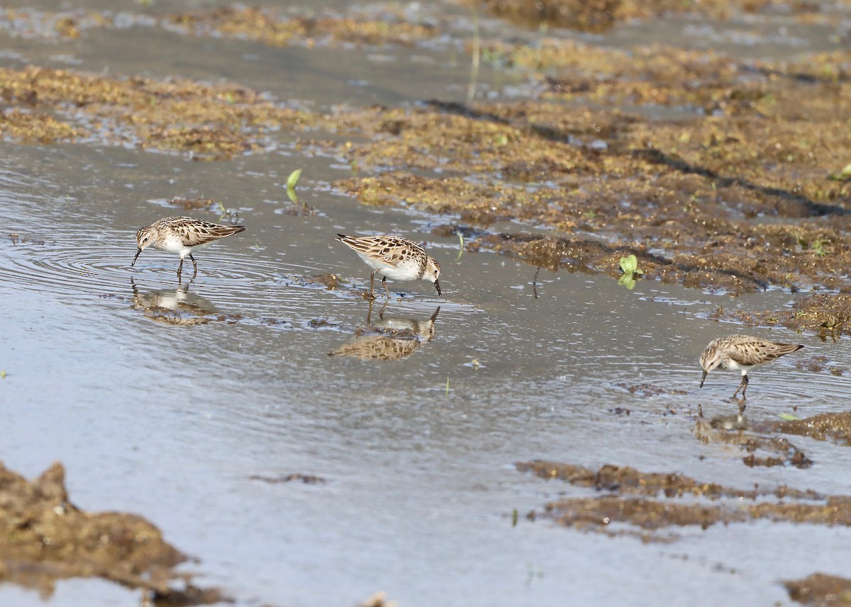 Semipalmated Sandpiper - ML584442591