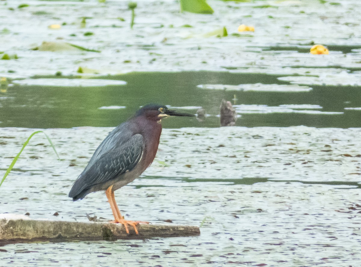 Green Heron - ML584443101