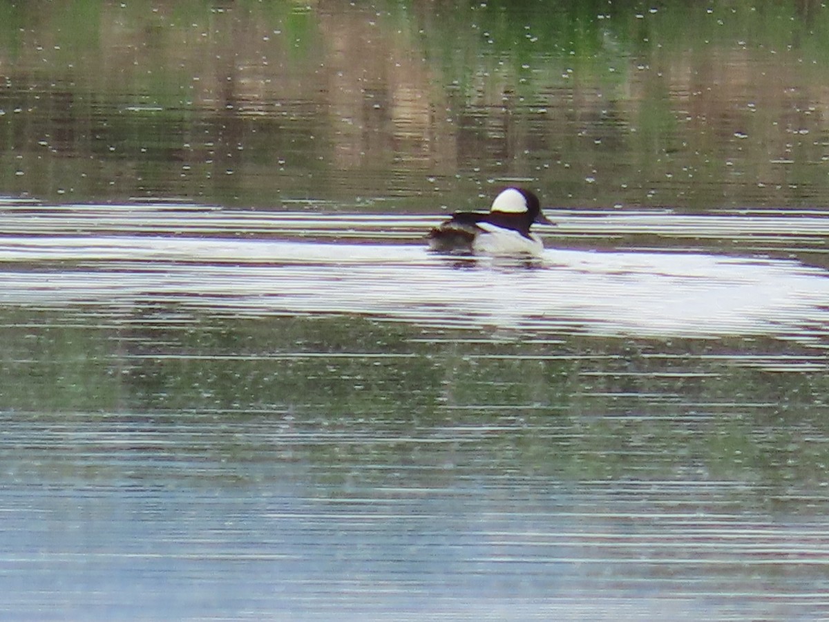 Bufflehead - ML584444071