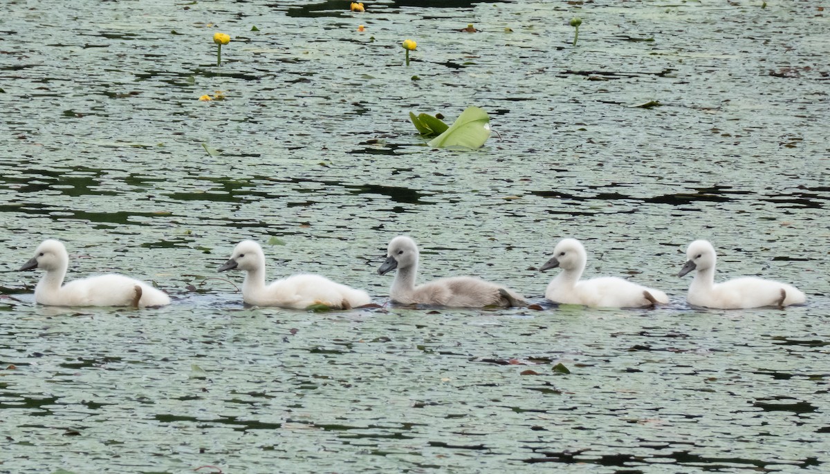 Mute Swan - ML584444441