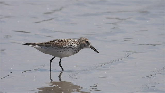 White-rumped Sandpiper - ML584444731