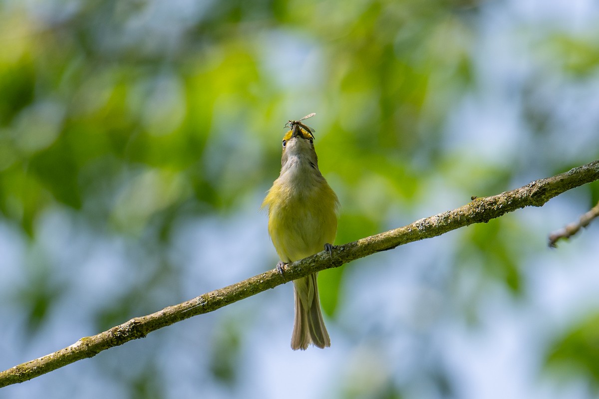 White-eyed Vireo - Camille Fieseher