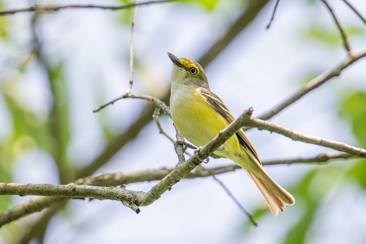 White-eyed Vireo - Camille Fieseher