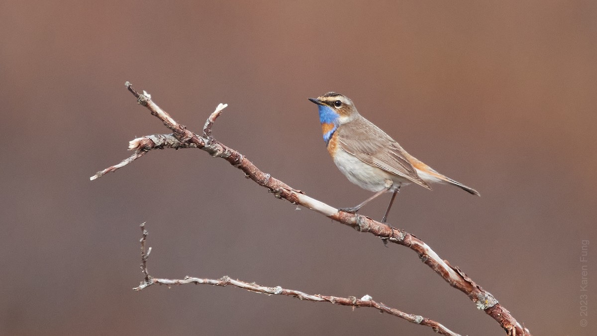 Bluethroat - ML584445331