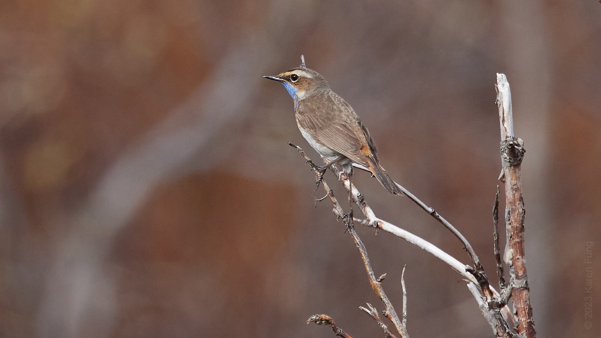 Bluethroat - ML584445481