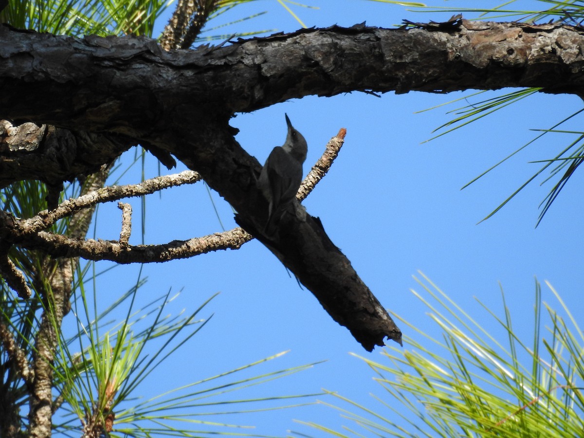 Brown-headed Nuthatch - ML584445661