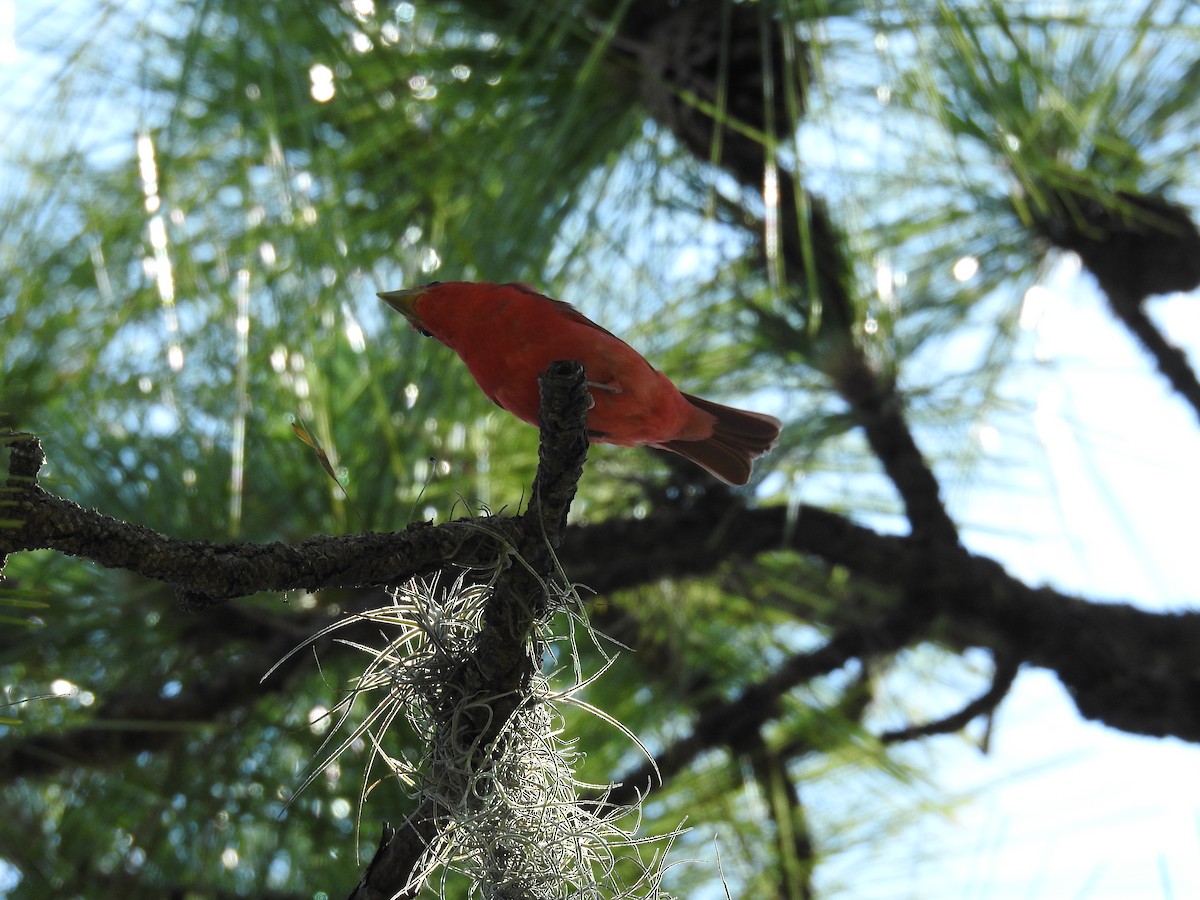 Summer Tanager - ML584446001