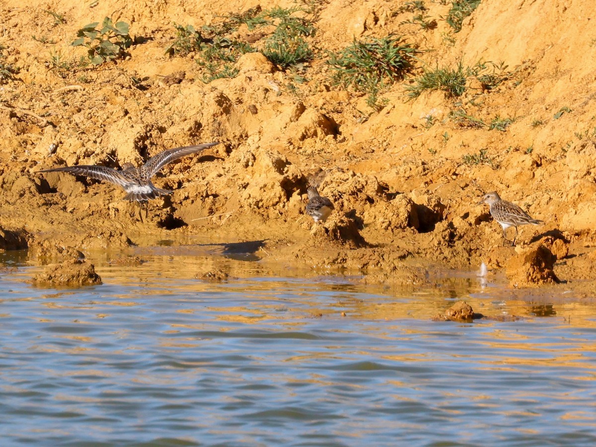 White-rumped Sandpiper - ML584446941