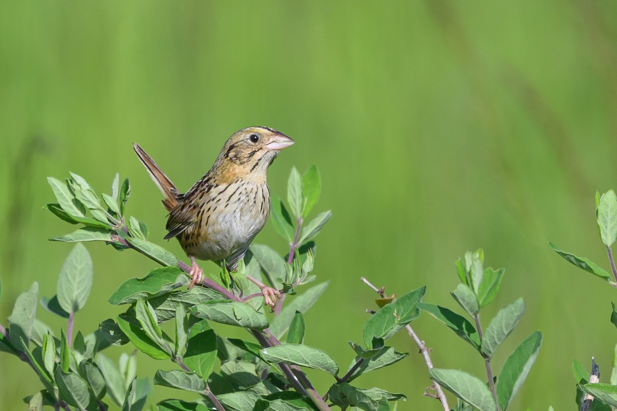 Henslow's Sparrow - Stephen Davies