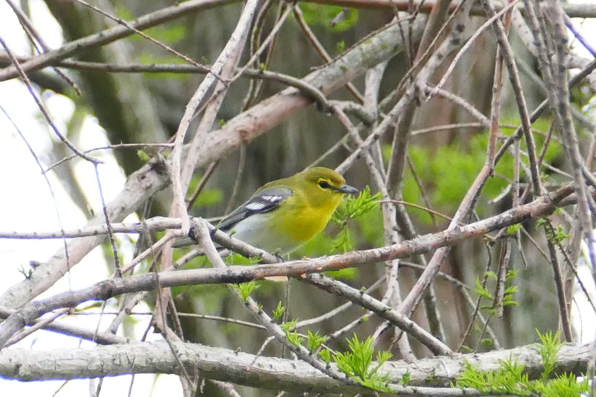 Yellow-throated Vireo - ML58444741