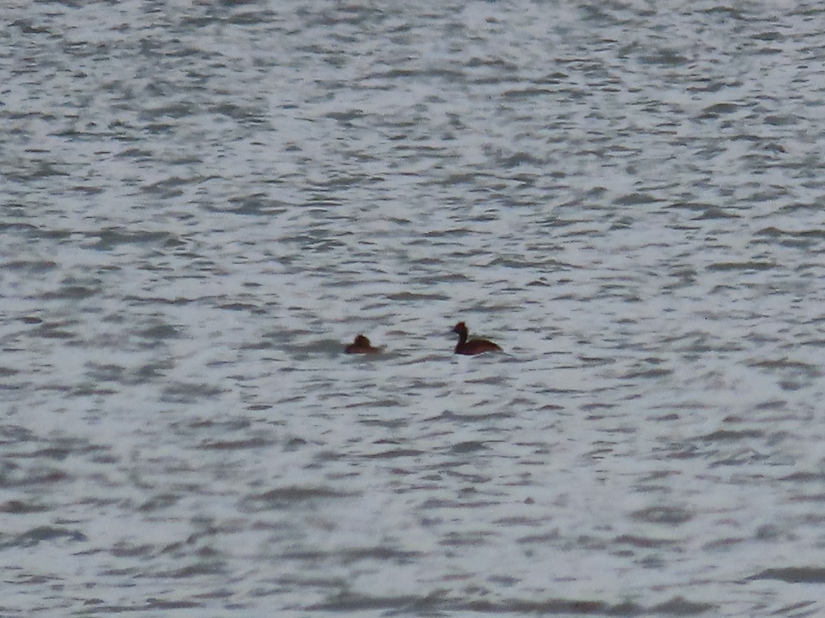 Eared Grebe - ML584447771