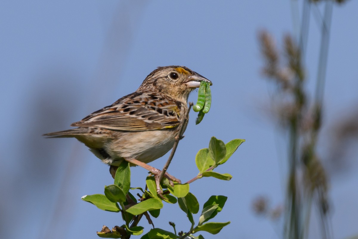 Grasshopper Sparrow - ML584447831