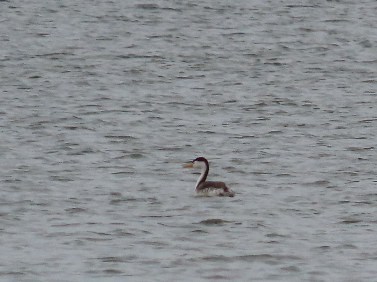 Clark's Grebe - ML584447911