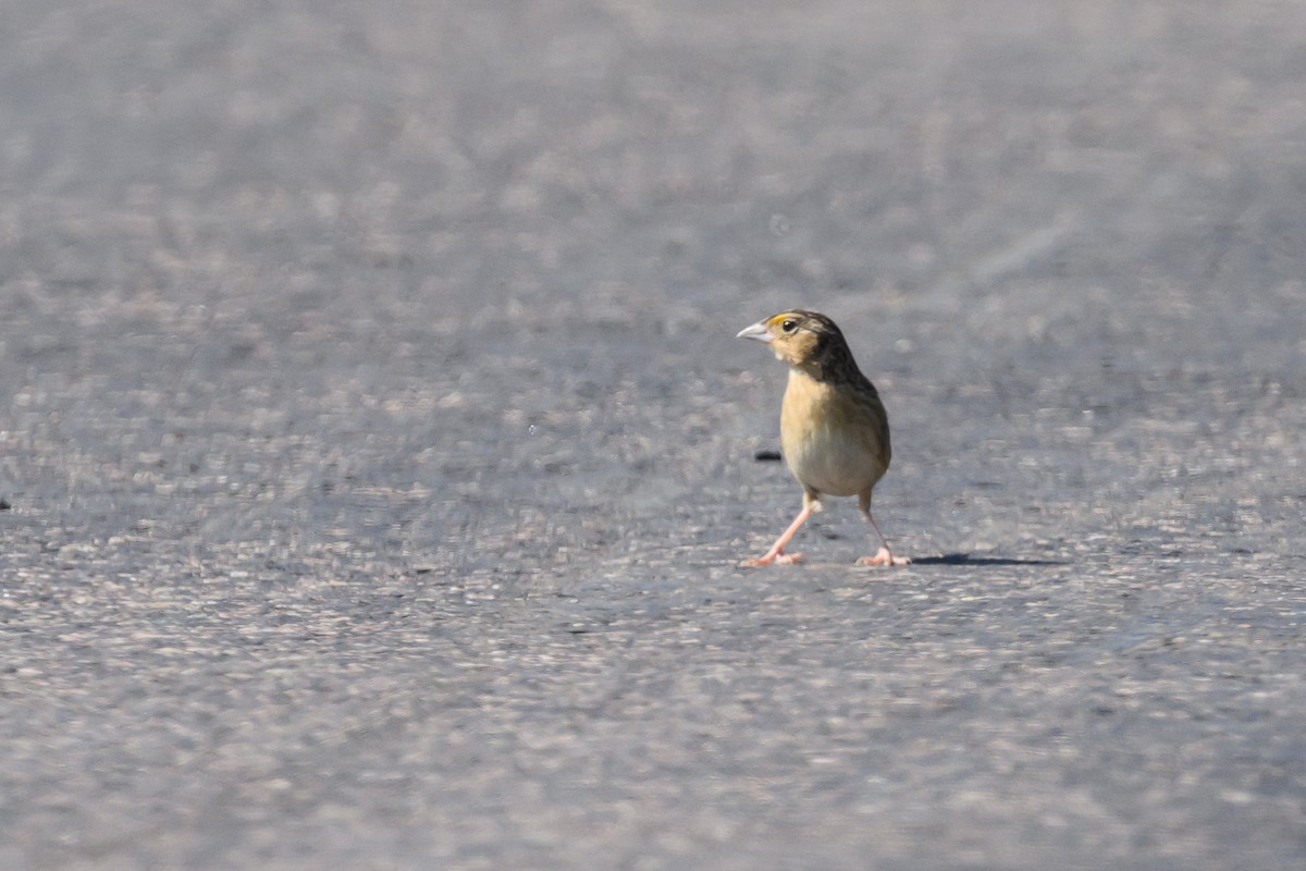 Grasshopper Sparrow - Stephen Davies