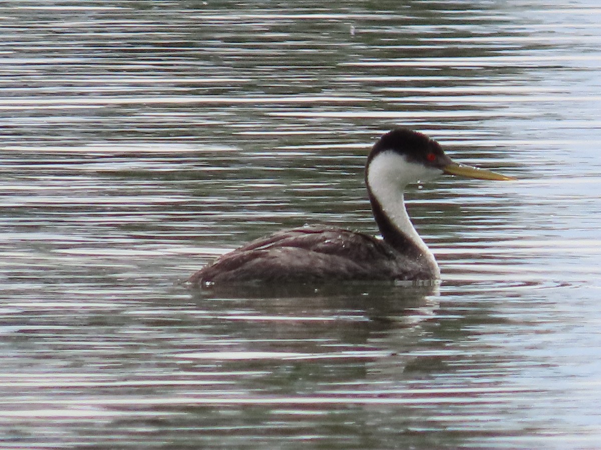 Western Grebe - ML584447971