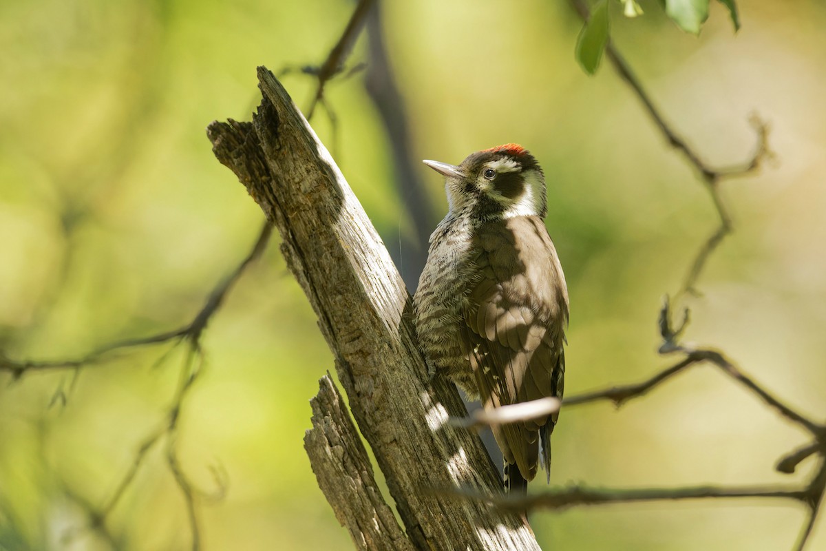 Arizona Woodpecker - ML584448831