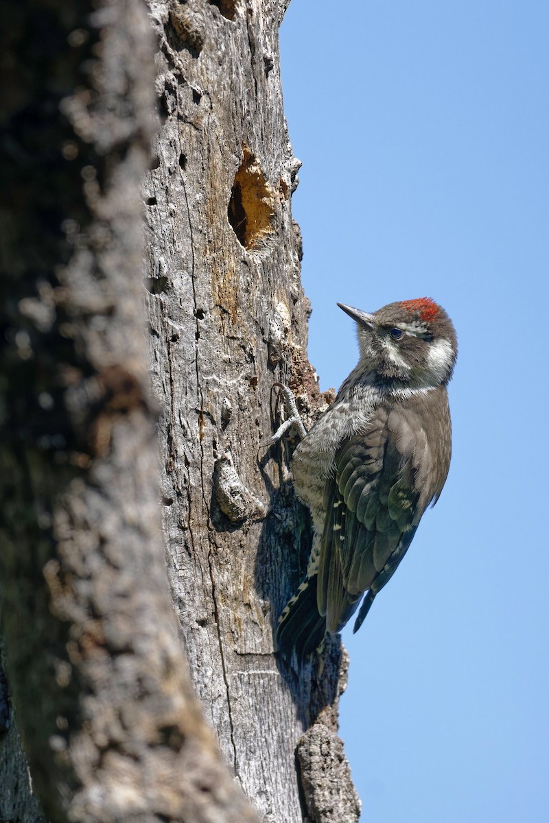 Arizona Woodpecker - ML584448841
