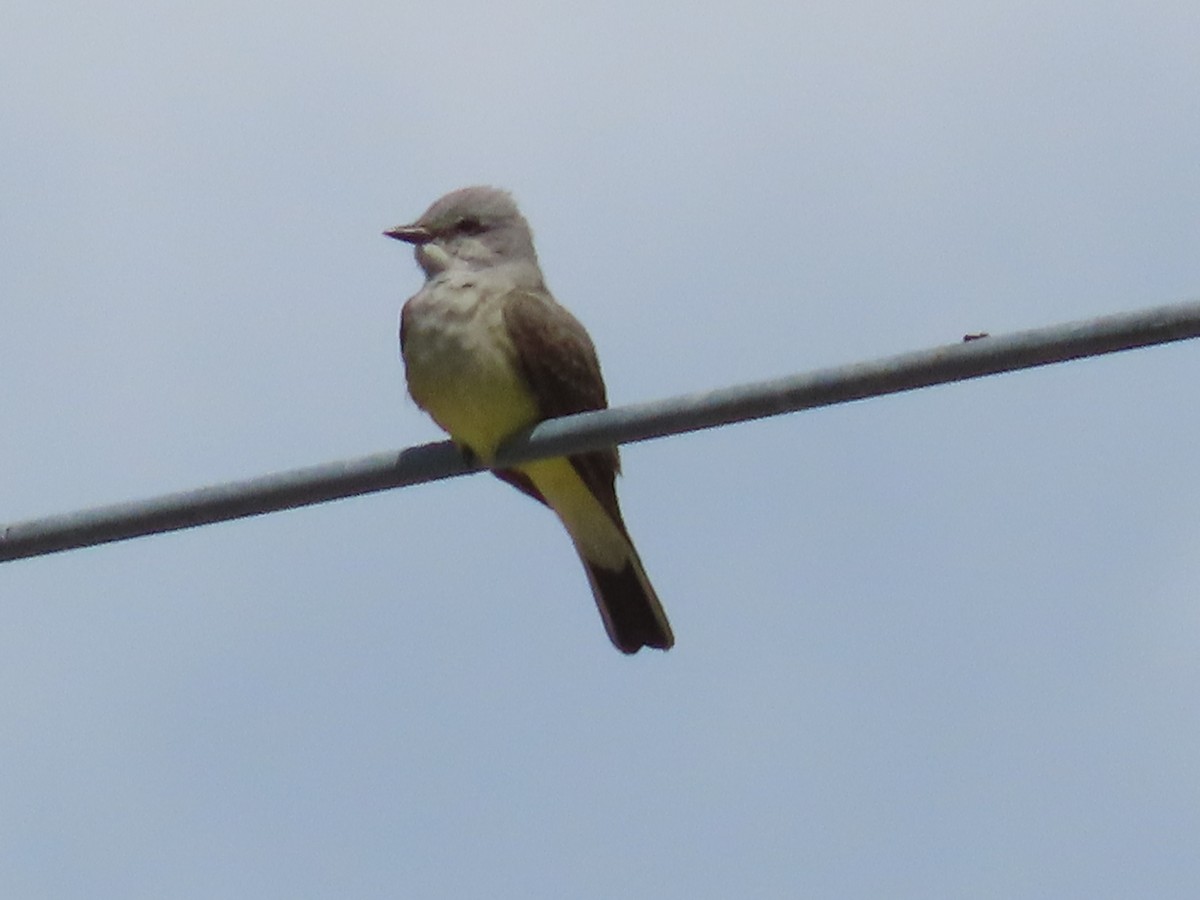 Western Kingbird - ML584449621