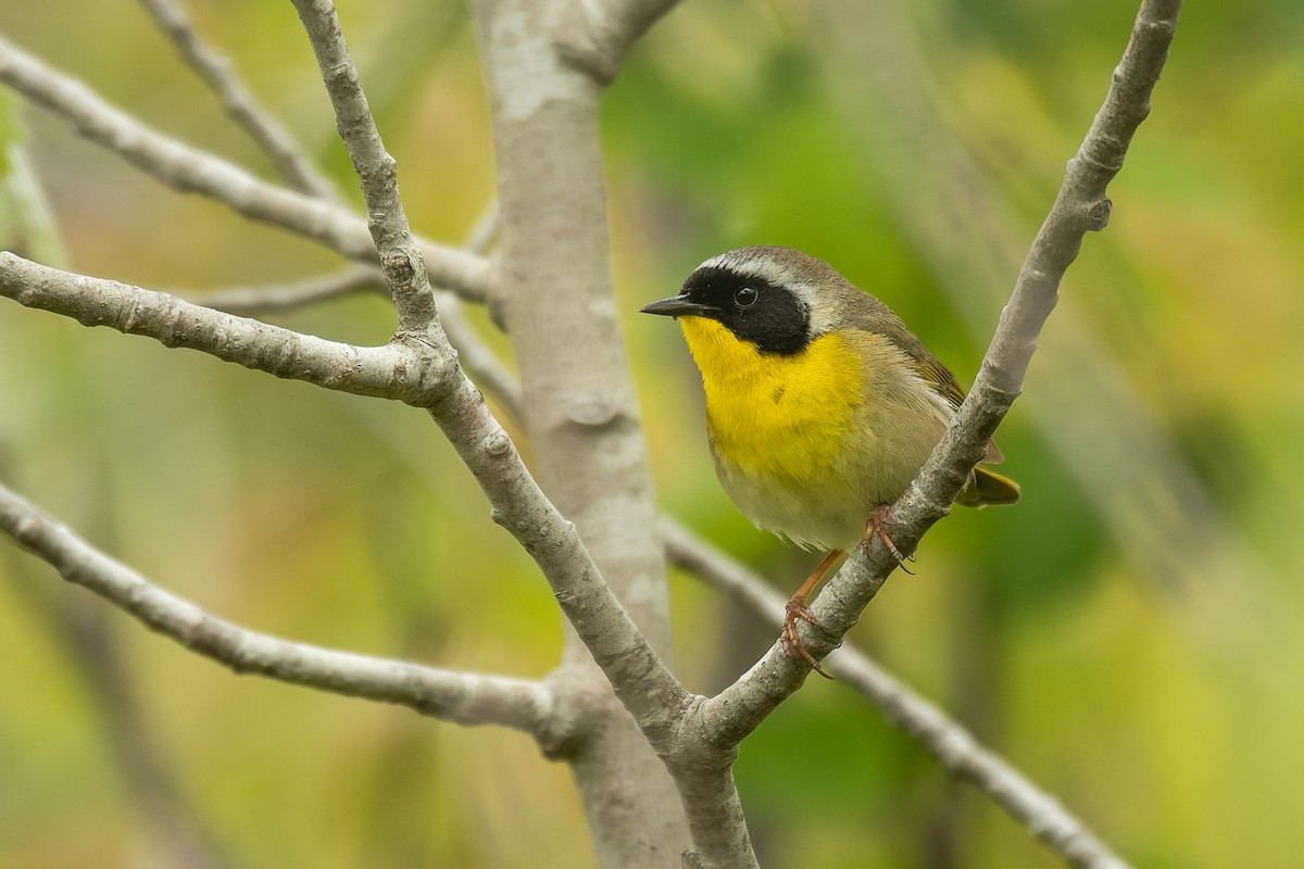 Common Yellowthroat - ML584449801