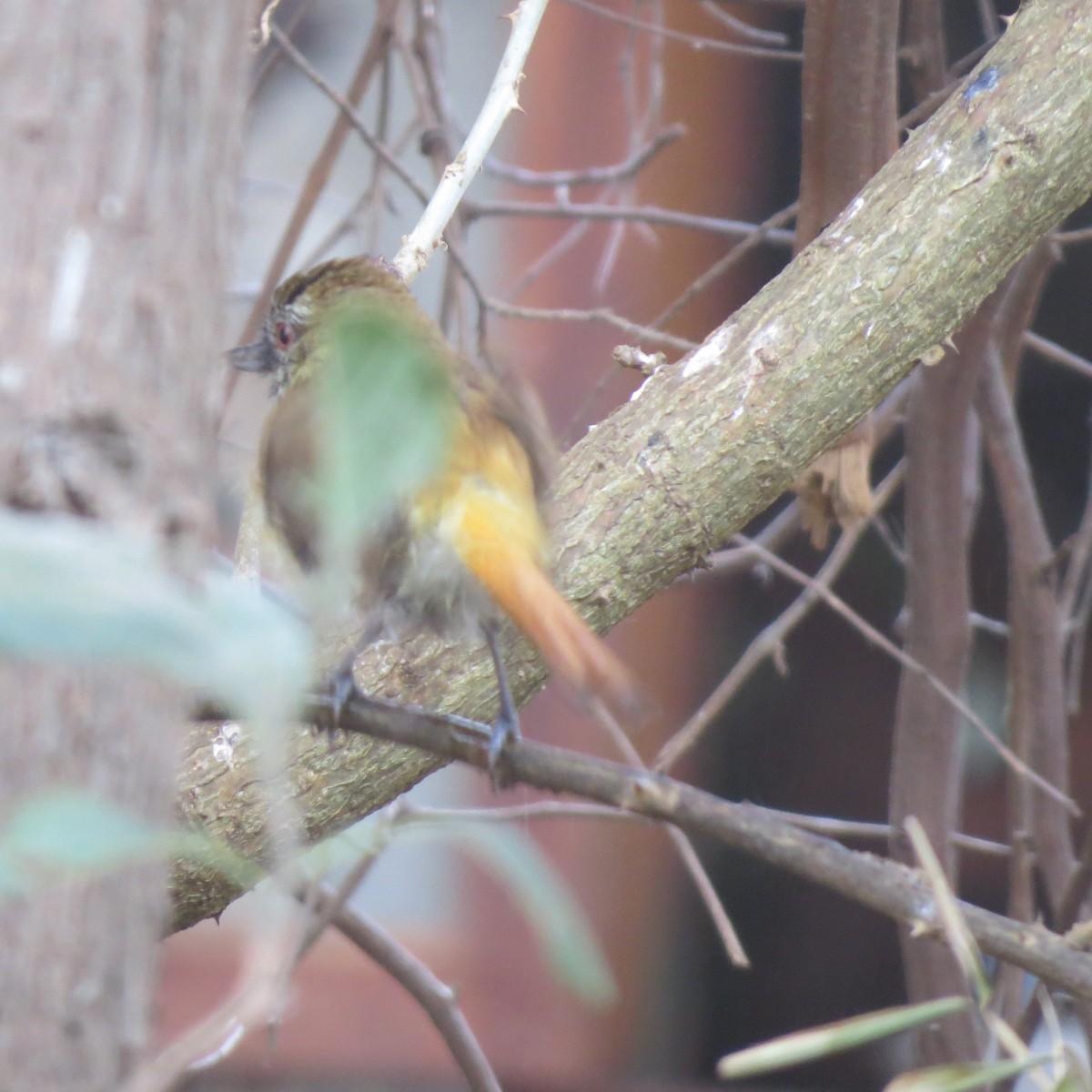 Bright-rumped Attila - ML58445071