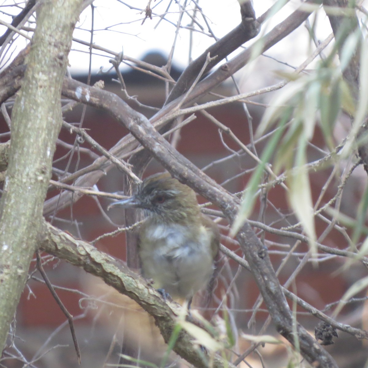 Bright-rumped Attila - Georgia Conti