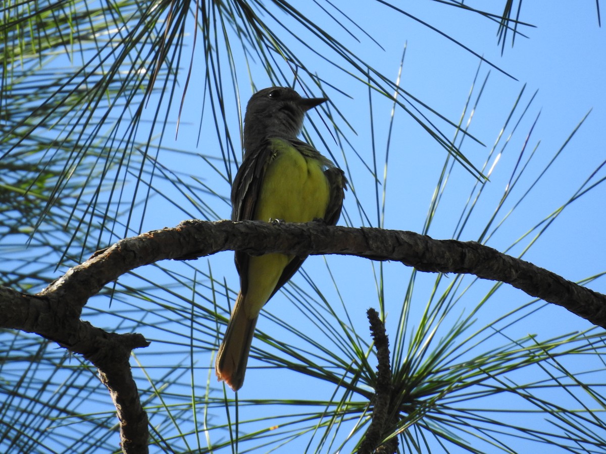 Great Crested Flycatcher - ML584450871