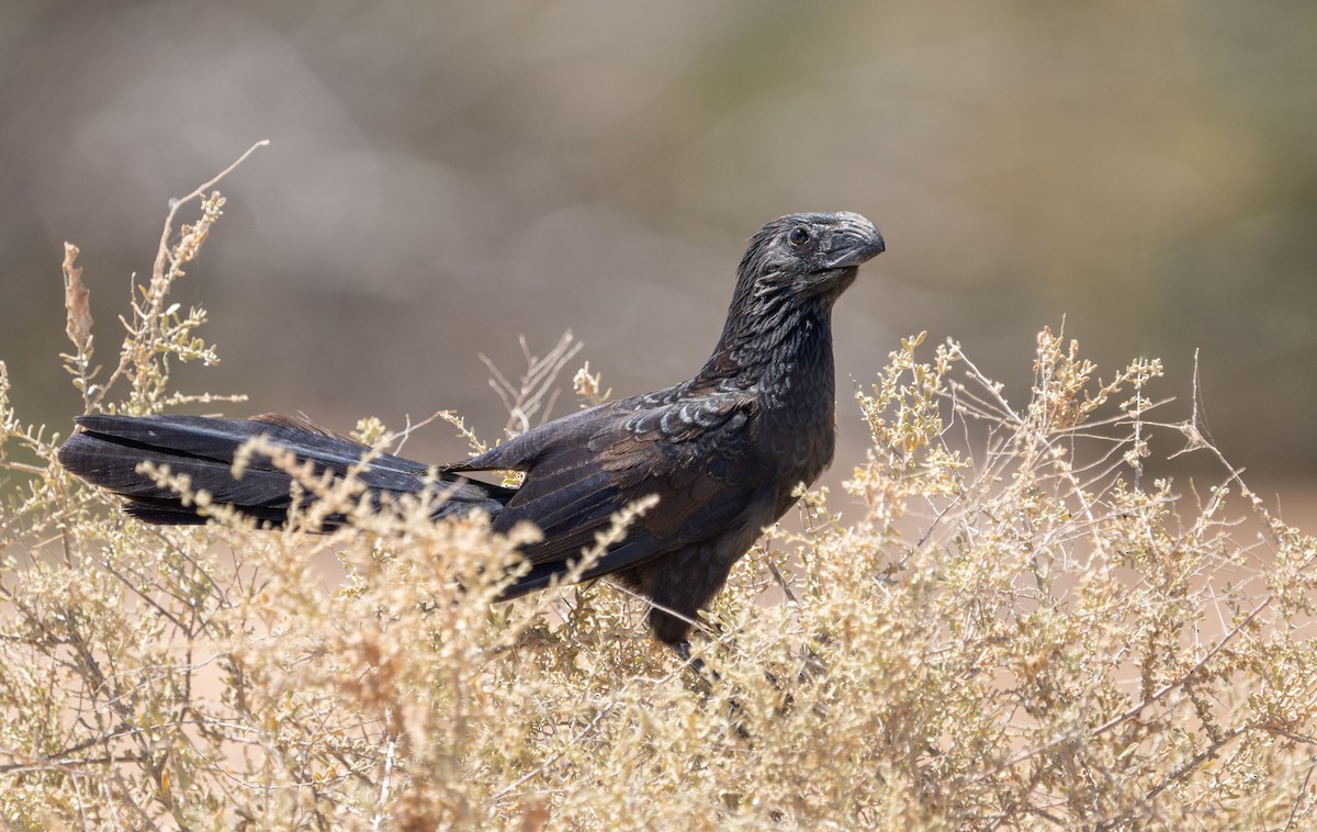 Groove-billed Ani - ML584451641
