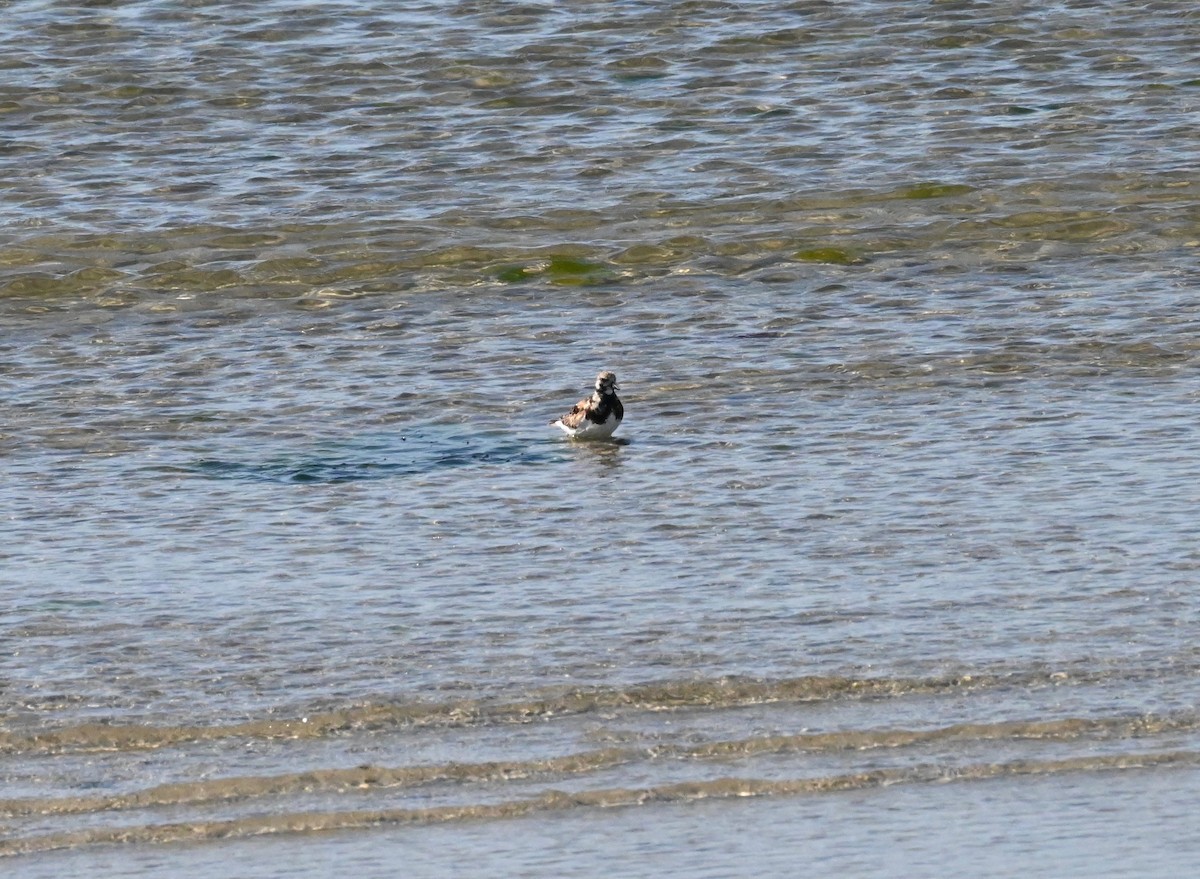 Ruddy Turnstone - ML584452041