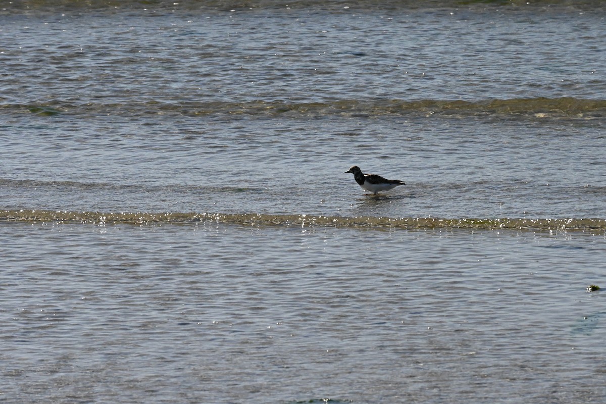 Ruddy Turnstone - ML584452431