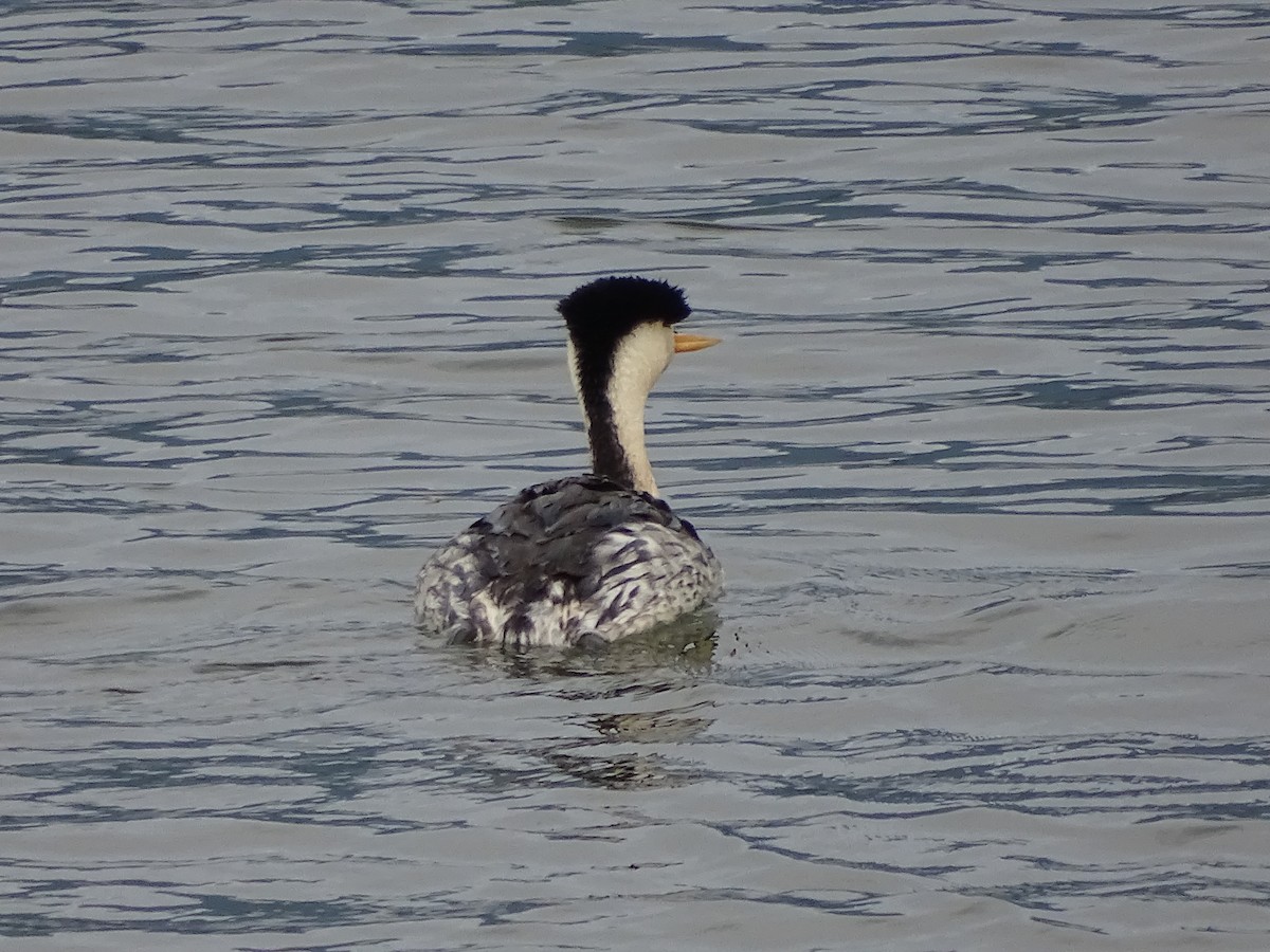 Clark's Grebe - ML584453281