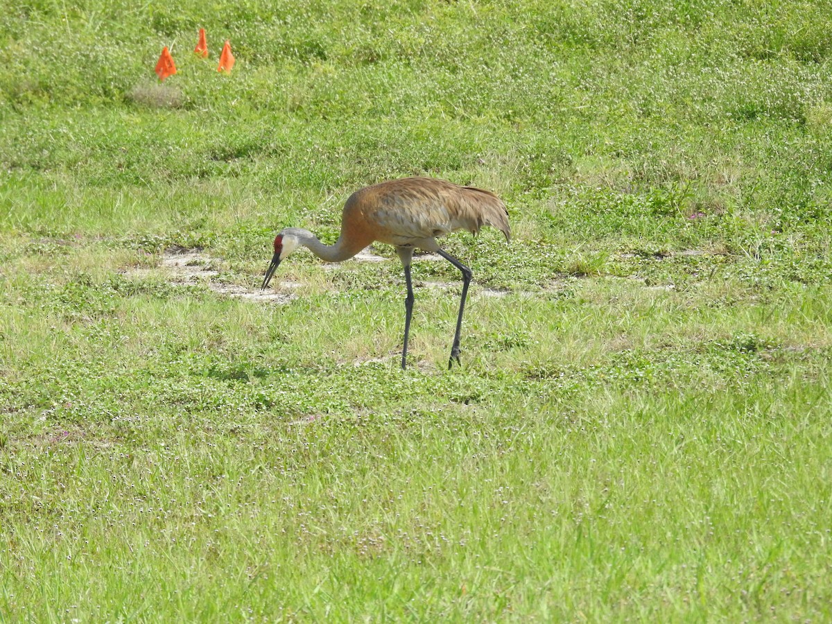 Sandhill Crane - ML584454711