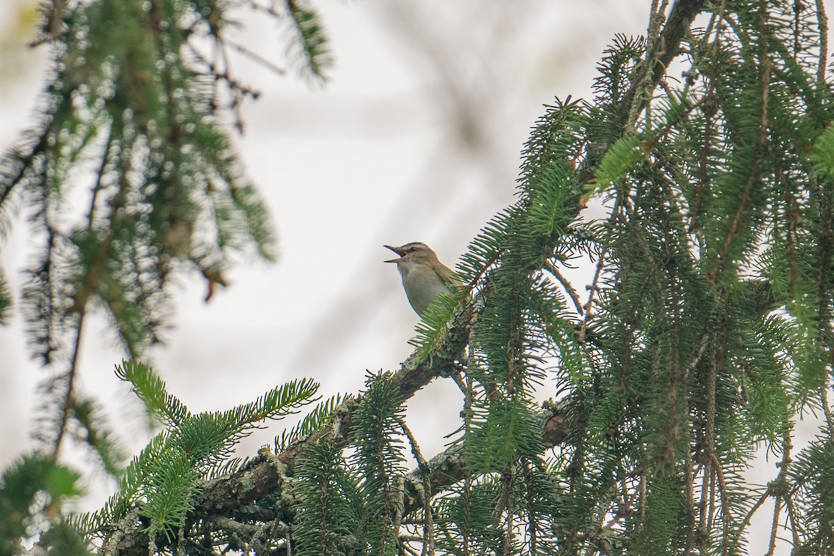 Vireo Ojirrojo - ML584454761