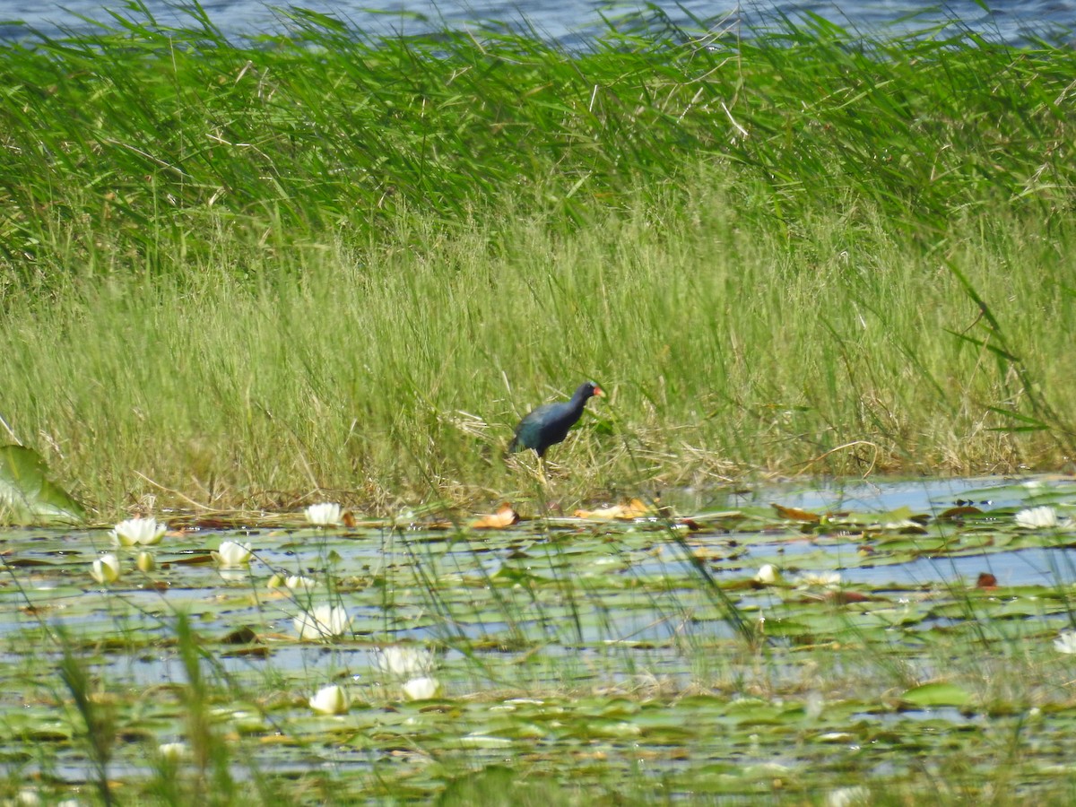 Purple Gallinule - ML584454781