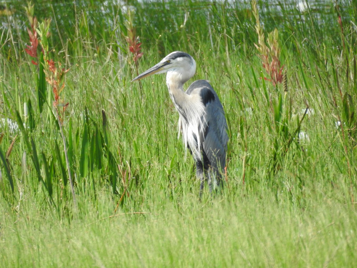 Great Blue Heron - ML584454851