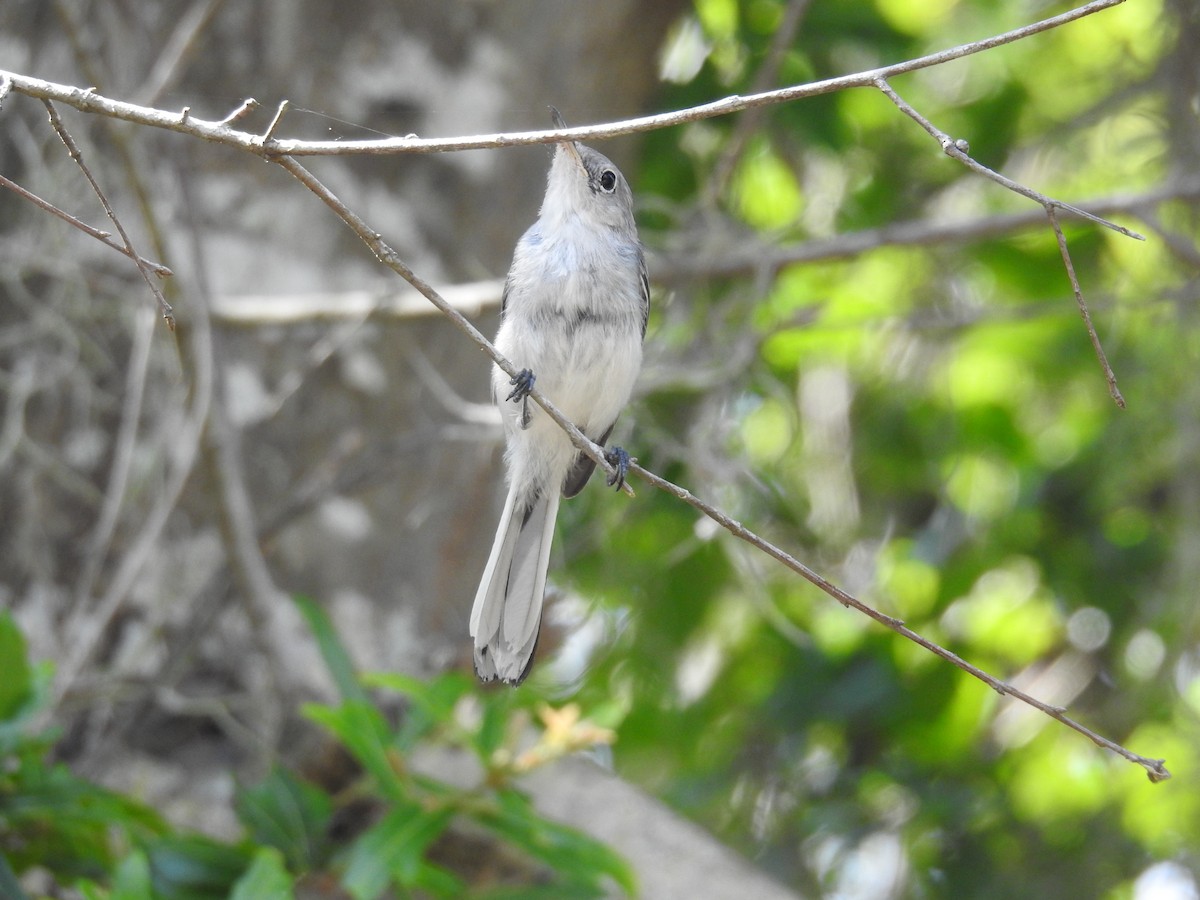 Blue-gray Gnatcatcher - ML584454881