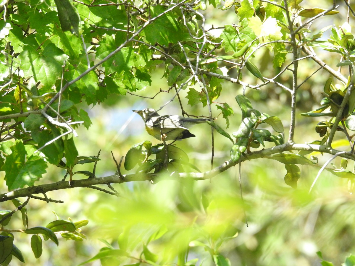 Northern Parula - ML584454931