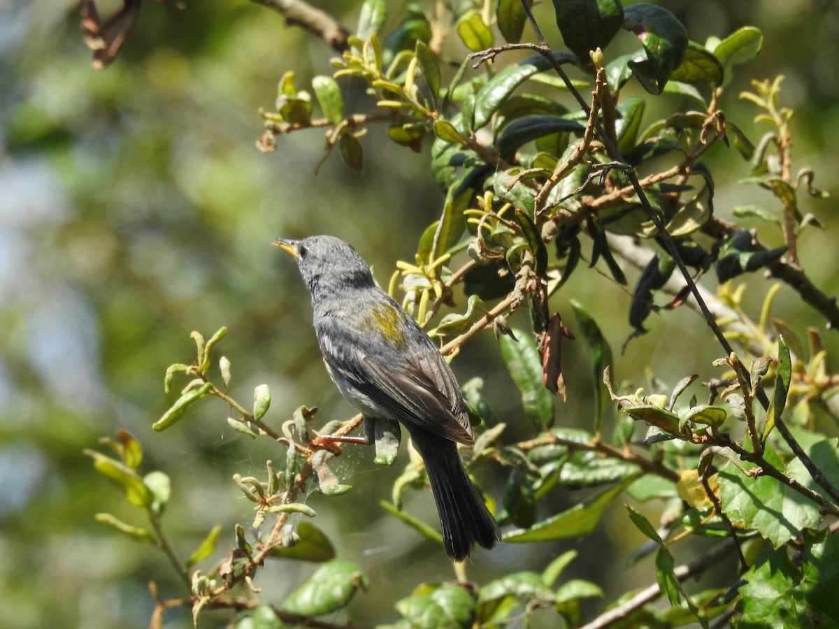 Parula Norteña - ML584454961