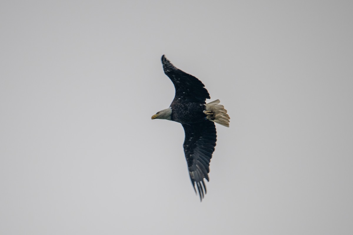 Bald Eagle - ML584454981