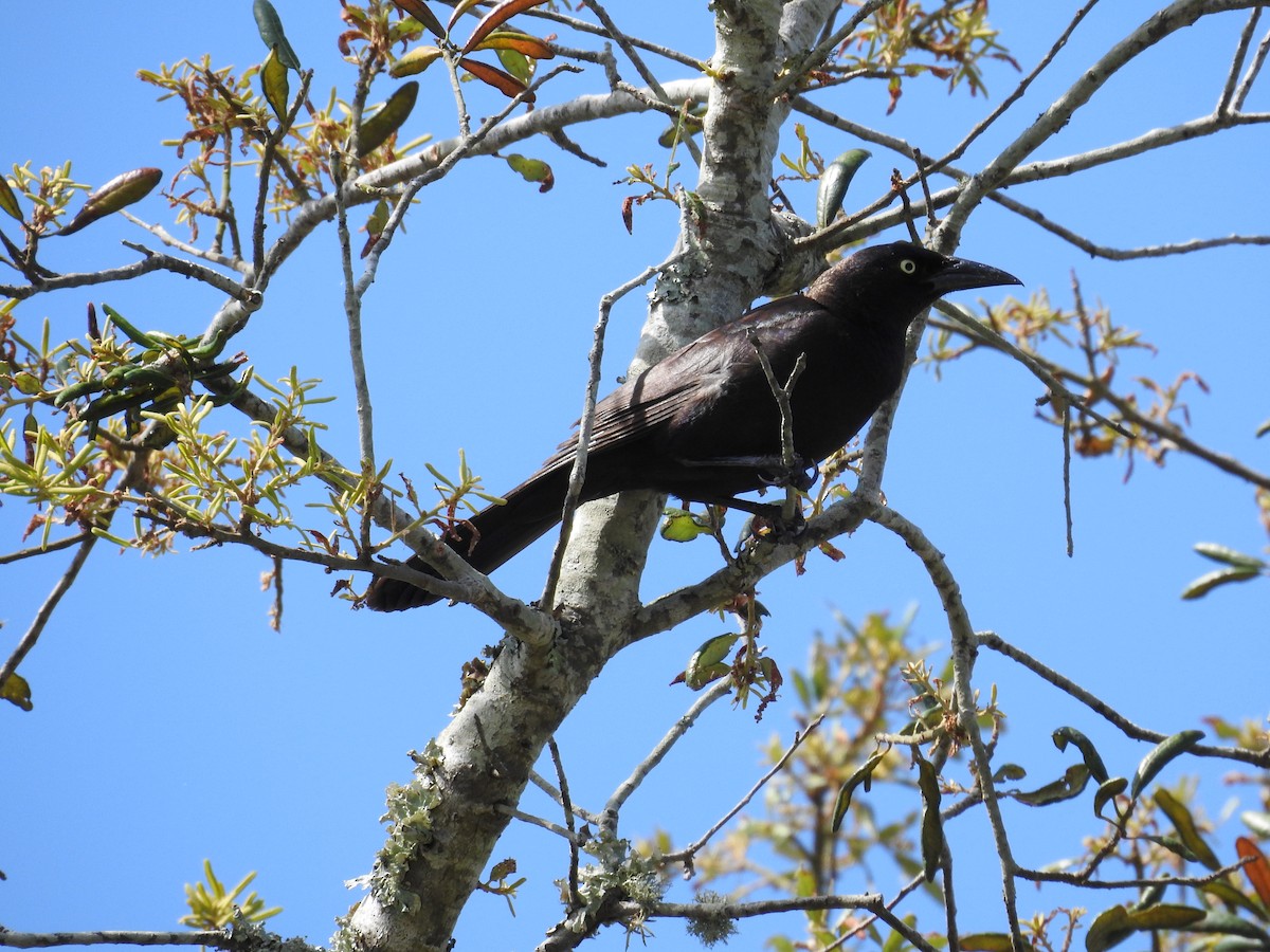 Common Grackle - Michael Weisensee