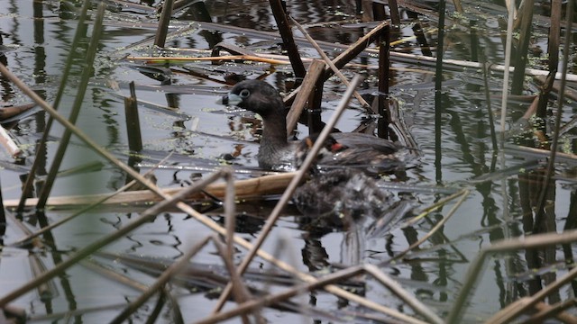 Pied-billed Grebe - ML584455111