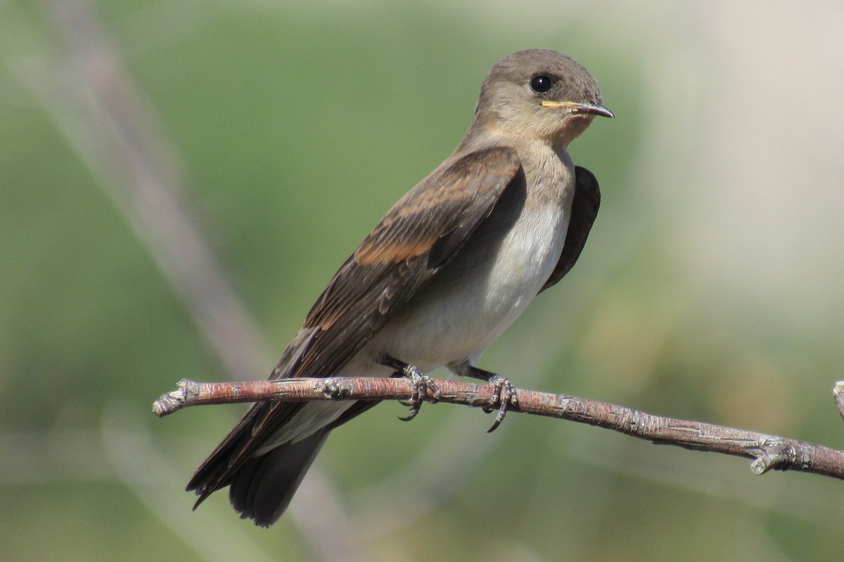 Hirondelle à ailes hérissées - ML584455491