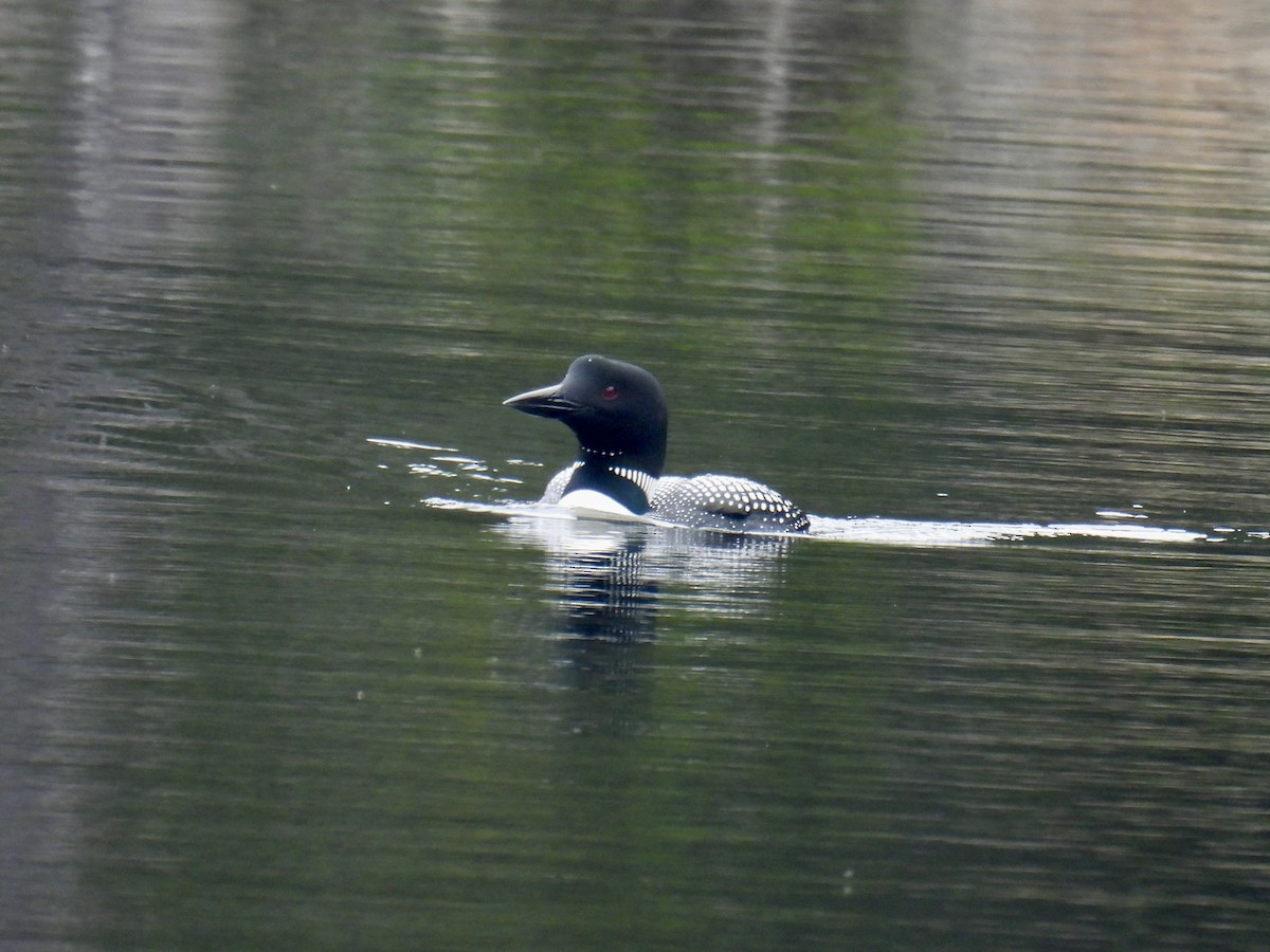 Common Loon - ML584455601